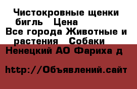 Чистокровные щенки бигль › Цена ­ 15 000 - Все города Животные и растения » Собаки   . Ненецкий АО,Фариха д.